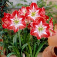 /album/fotogalerie-amaryllis/amaryllis-minerva-jpg/